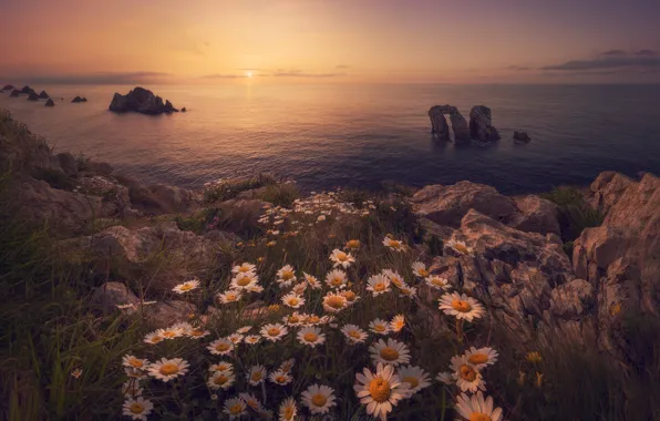 Картинка море, закат, цветы, океан, скалы, побережье, ромашки, Испания