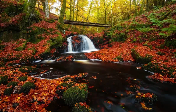 Осень, лес, водопад, бревно, листопад, яркая листва