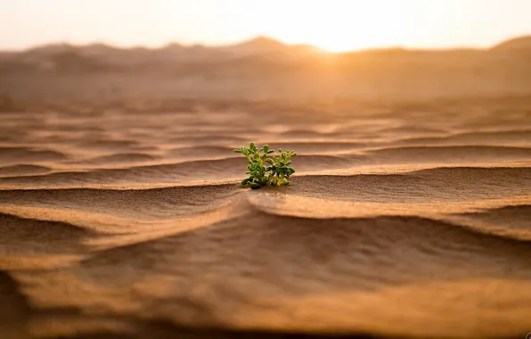 Песок, природа, ростение