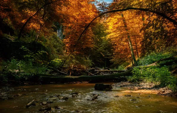 Картинка осень, лес, деревья, пейзаж, природа, речушка, валежник, Tamas Hauk