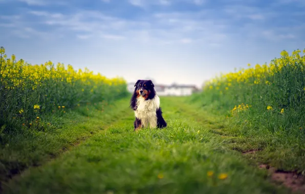 Картинка field, dog, way, farm, australian shepherd