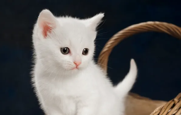 Картинка котенок, малыш, белый котёнок