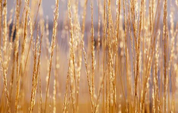 Grass, dry, ornamental