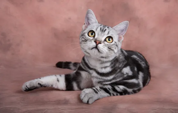 Кошка, глаза, взгляд, котенок, серый, фон, мордочка, милый