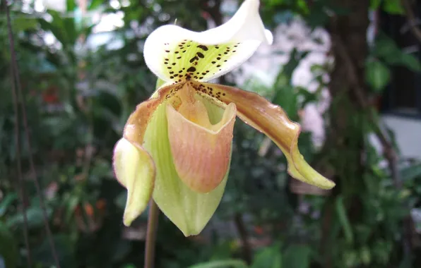 Thailand, Bangkok, Paphiopedilum, Orchids
