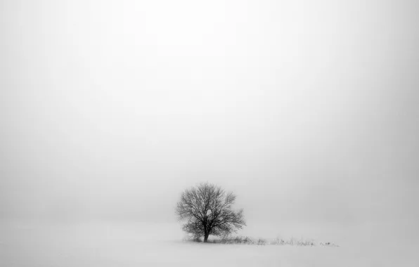 Зима, снег, серый, дерево, winter, snow, tree, gray