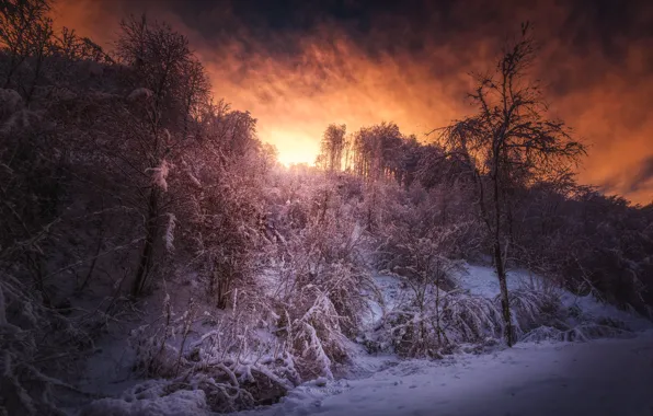 Картинка зима, лес, закат