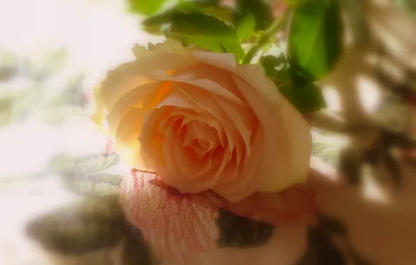 Картинка роза, тени, жёлтая роза
