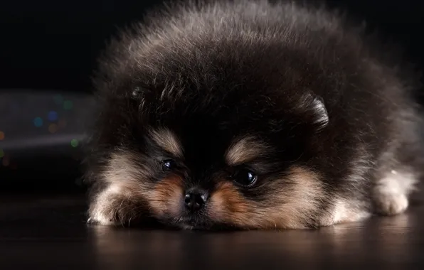 Dog, animal, spitz, fluffy