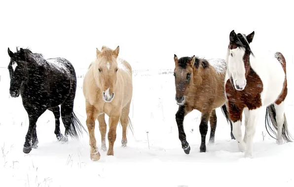 Картинка снег, природа, кони