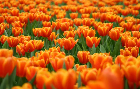 Картинка цветы, поляна, тюльпаны, красные, оранжевые