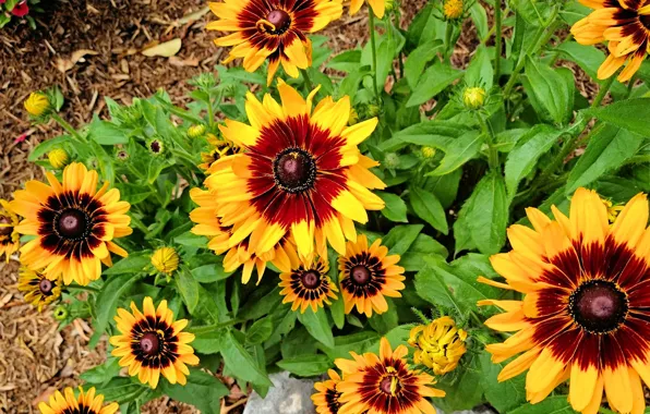 Nature, Spring, Fred Fletcher Park, Jim Perry
