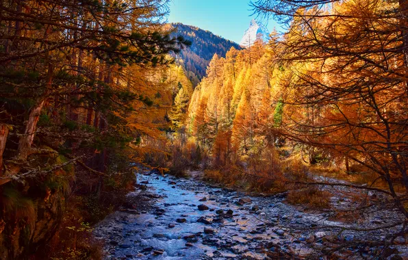 Осень, лес, горы, ветки, река