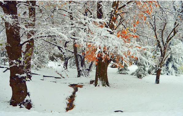 Картинка Зима, Деревья, Снег, Парк, Мороз, Winter, Frost, Park