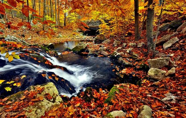 Осень, природа, река, ручей, листва