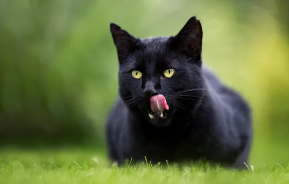 Язык, кошка, кот, боке, чёрная кошка