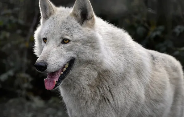 Картинка nature, snow, predator, face, animal, wolf, wildlife, portrait