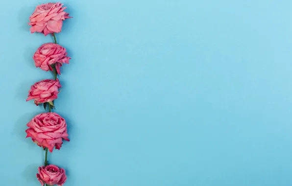 Цветы, розы, розовые, pink, flowers, beautiful, голубой фон, roses