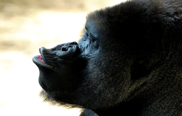 Картинка морда, губы, горилла