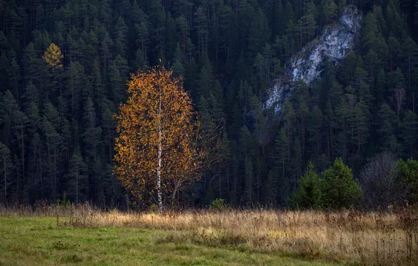 Лес, Осень, одинокое дерево, склон горы, пожелтевшая листва, Олег Зверев