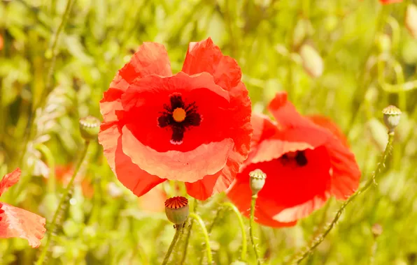 Red, flower, poppy