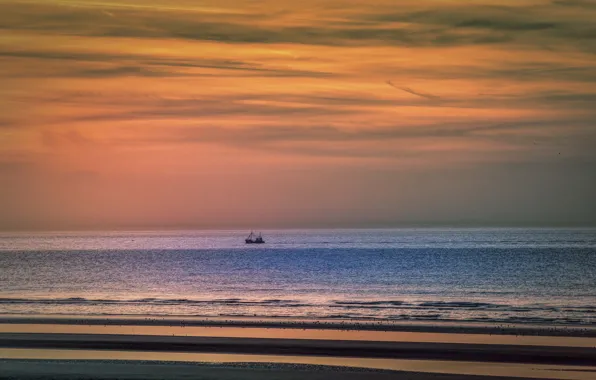 Beach, twilight, sea, ocean, sunset, seascape, birds, dusk