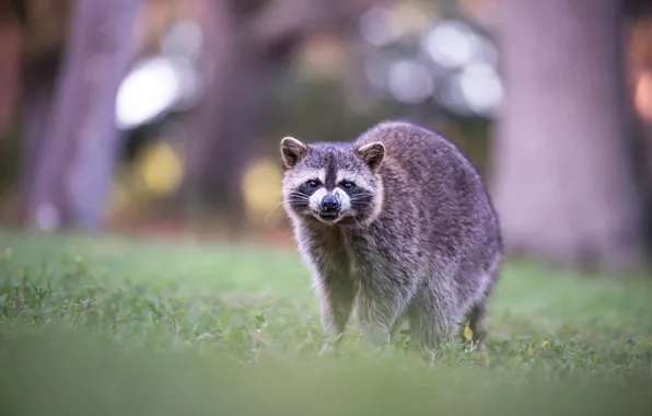 Картинка поляна, енот, оскал, боке