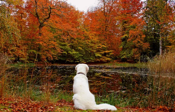 Картинка осень, лес, листья, озеро, собака, природа.