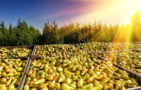 Картинка summer, sky, season, pear, storage, ripe, seasonal, produce