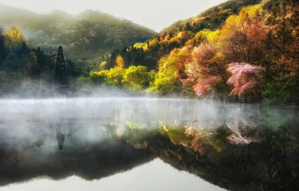 Деревья, природа, туман, озеро, весна, дымка, Южная Корея, 대한민국