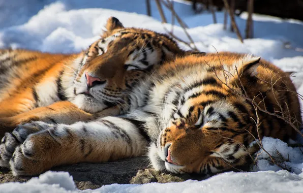 Tiger, snow, animal, siberian