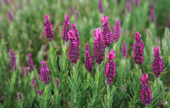 Картинка лето, цветы, поляна, лаванда