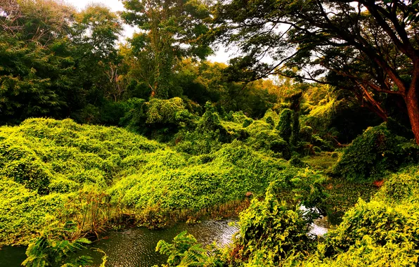 Water, Sunrise, Dawn, Morning, Lake, Trees, First Light, Plants