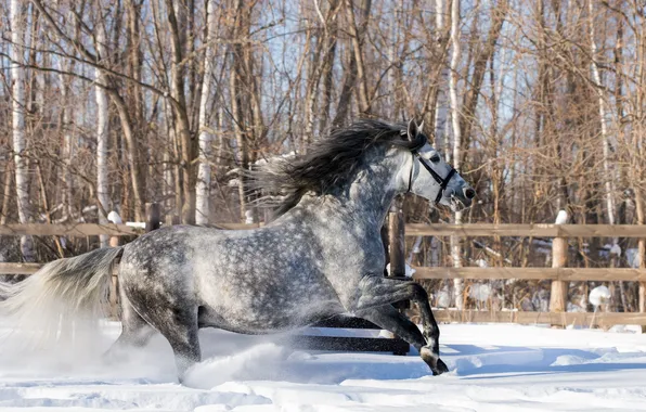 Картинка зима, снег, конь