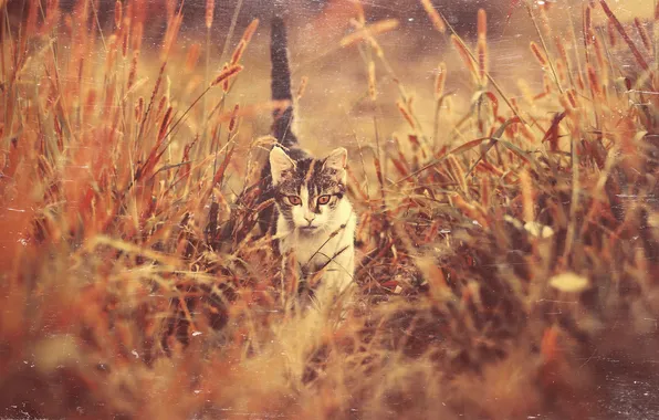 Картинка трава, глаза, кот, котенок, мордочка, хвост, идет