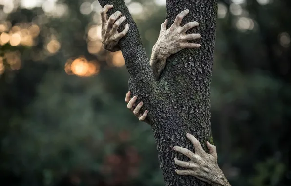 Фон, дерево, руки