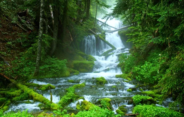 Лес, природа, горная река