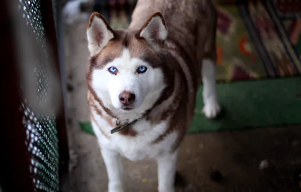 Картинка собака, голубые глаза, хаски