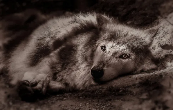 Картинка nature, snow, predator, face, animal, wolf, wildlife, portrait