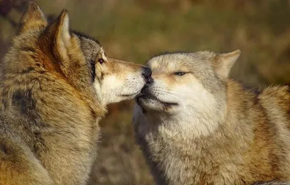 Картинка nature, predator, face, animal, wolf, wildlife, portrait, Canis lupus