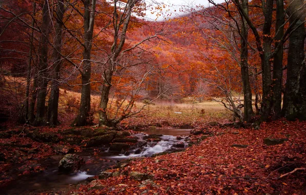 Осень, лес, ручей, деревья.
