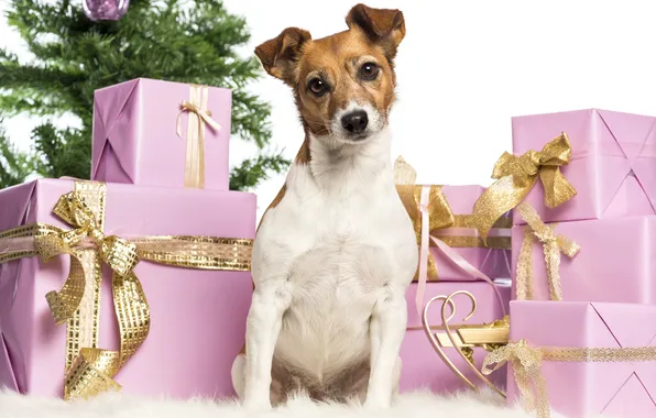 Картинка собака, подарки, Новый год, коробки, Джек Рассел Терьер