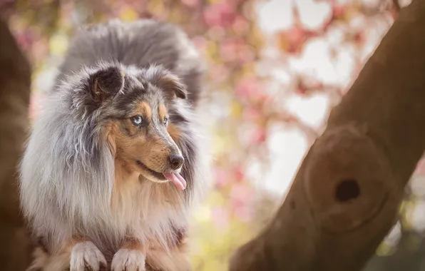 Взгляд, друг, собака