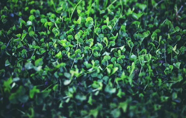 Макро, Природа, Растение, Зеленый, Nature, Флора, Plant, Kaboompics