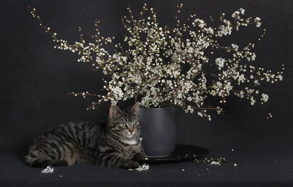 Кошка, цветы, ветки, темный фон, котенок, серый, букет, весна