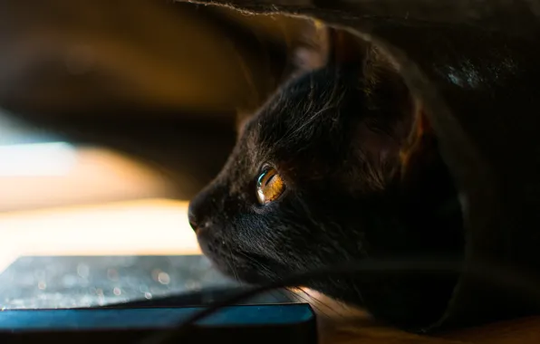 Кошка, кот, взгляд, поза, котенок, черный, пакет, профиль