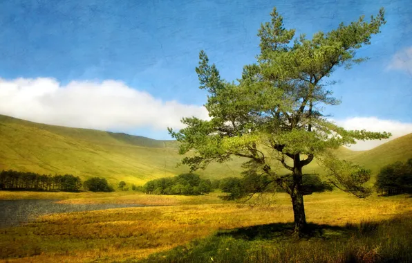 Картинка лето, пейзаж, дерево, текстура