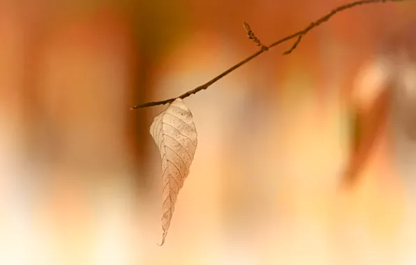 Осень, природа, лист