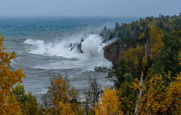 Картинка море, осень, лес, деревья, шторм