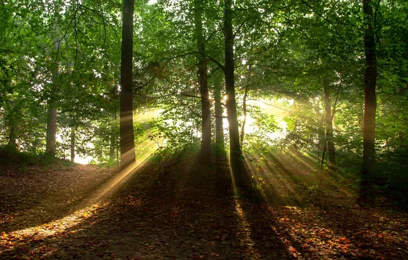 Forest, trees, nature